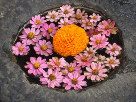 142-KTM-fiori.jpg
