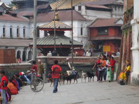 184-pashupatinat.jpg