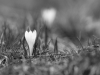 _MG_9681