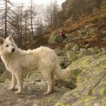 Un lupo? o un cane pastore!