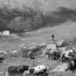 Pascolo vintage
