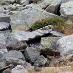 Marmottina