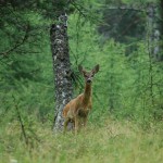 Capriolo