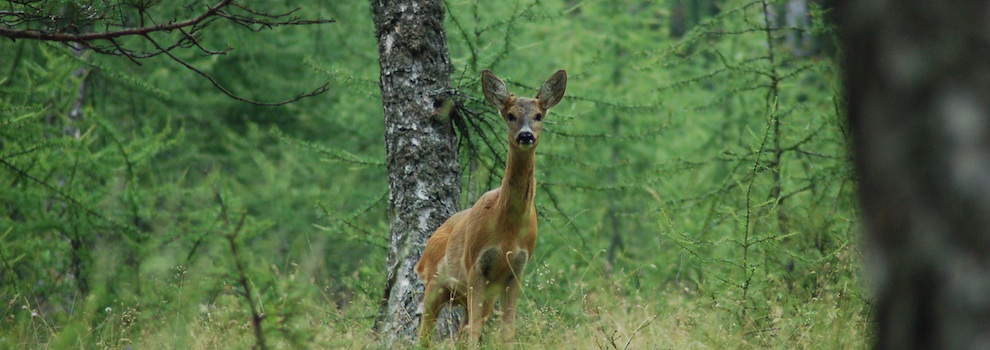 capriolo